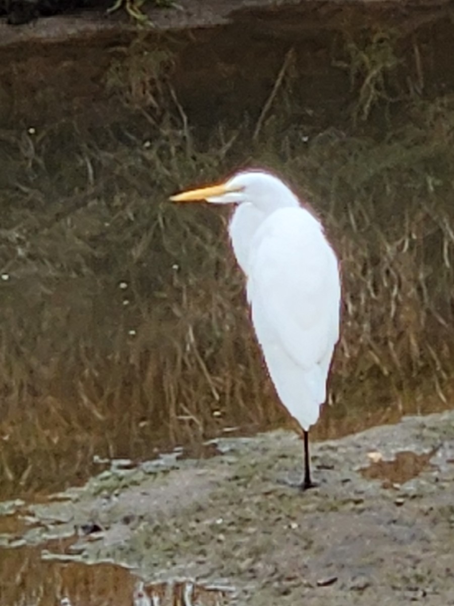 Great Egret - ML645131096