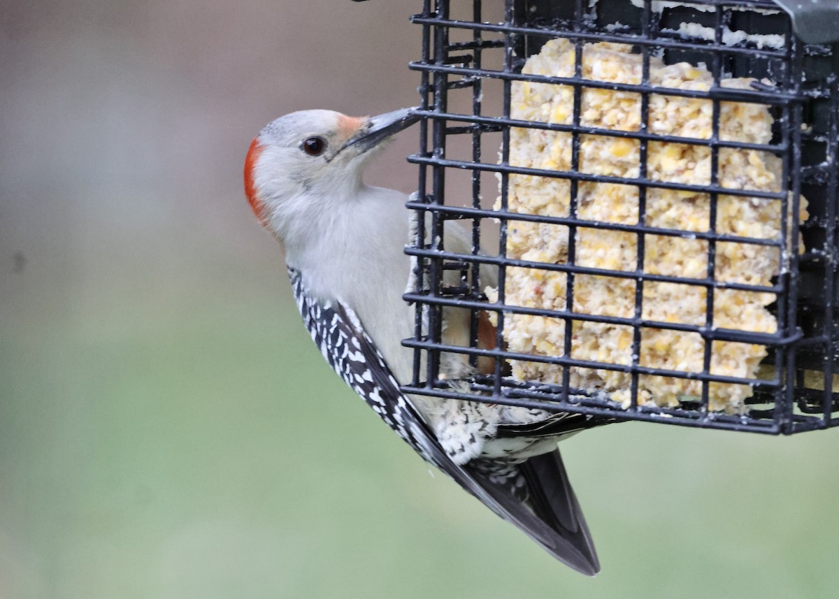 Carolinaspecht - ML645131101