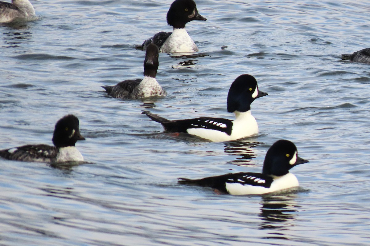 キタホオジロガモ - ML645131105