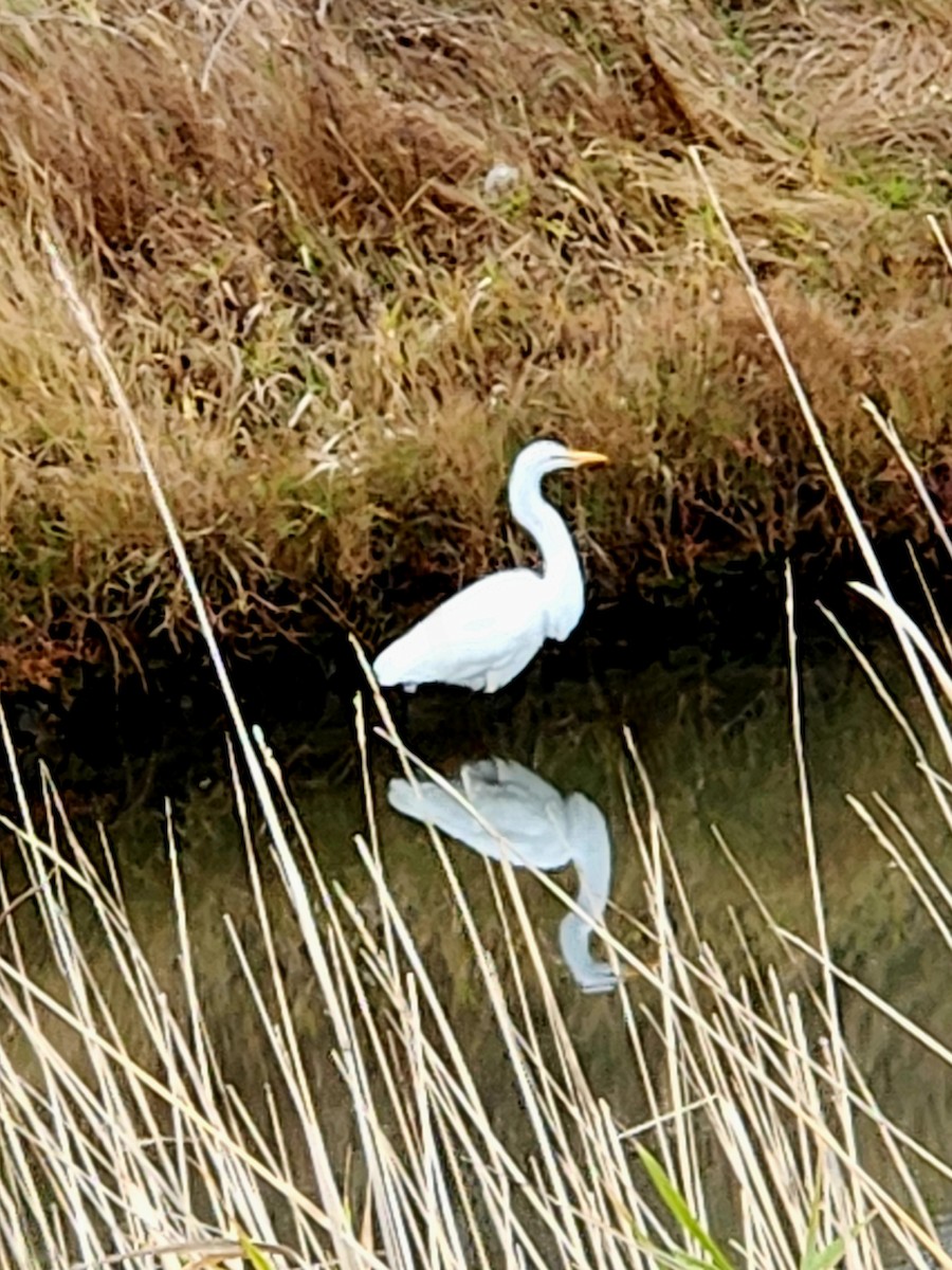 Great Egret - ML645131106
