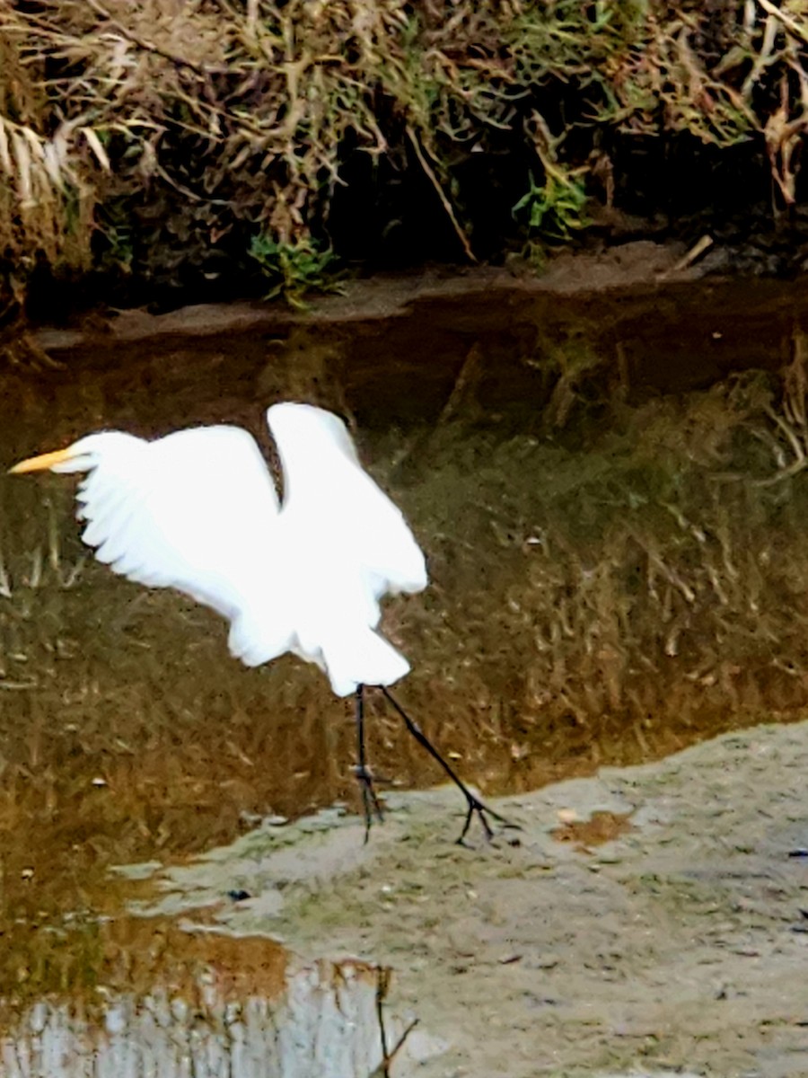 Great Egret - ML645131116