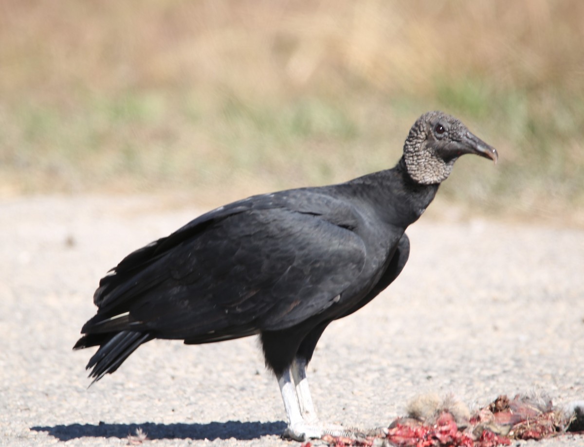 kondor havranovitý - ML645131118