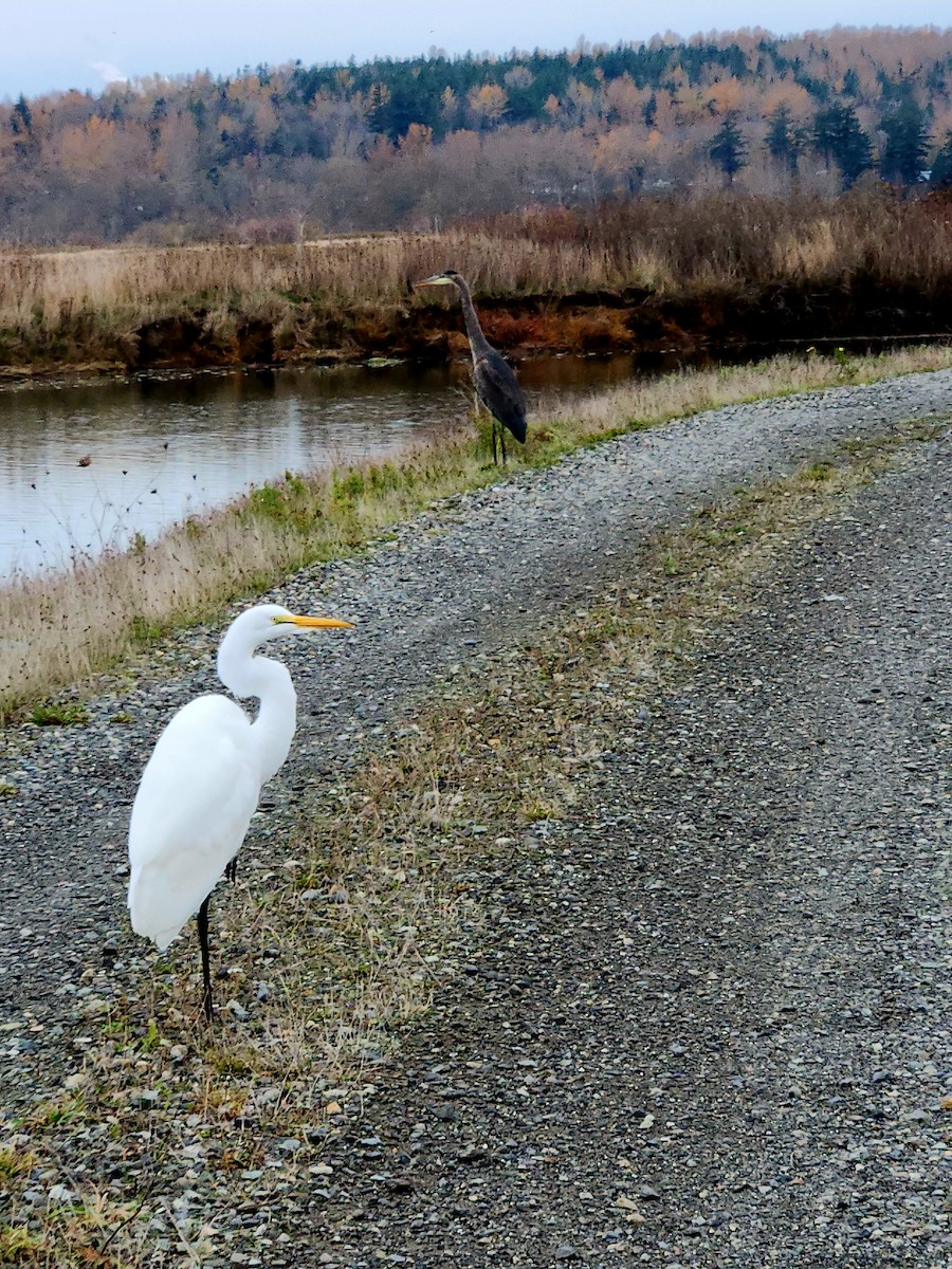 Great Egret - ML645131122