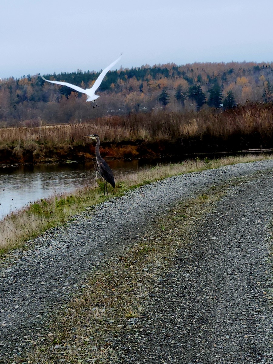 Great Egret - ML645131129