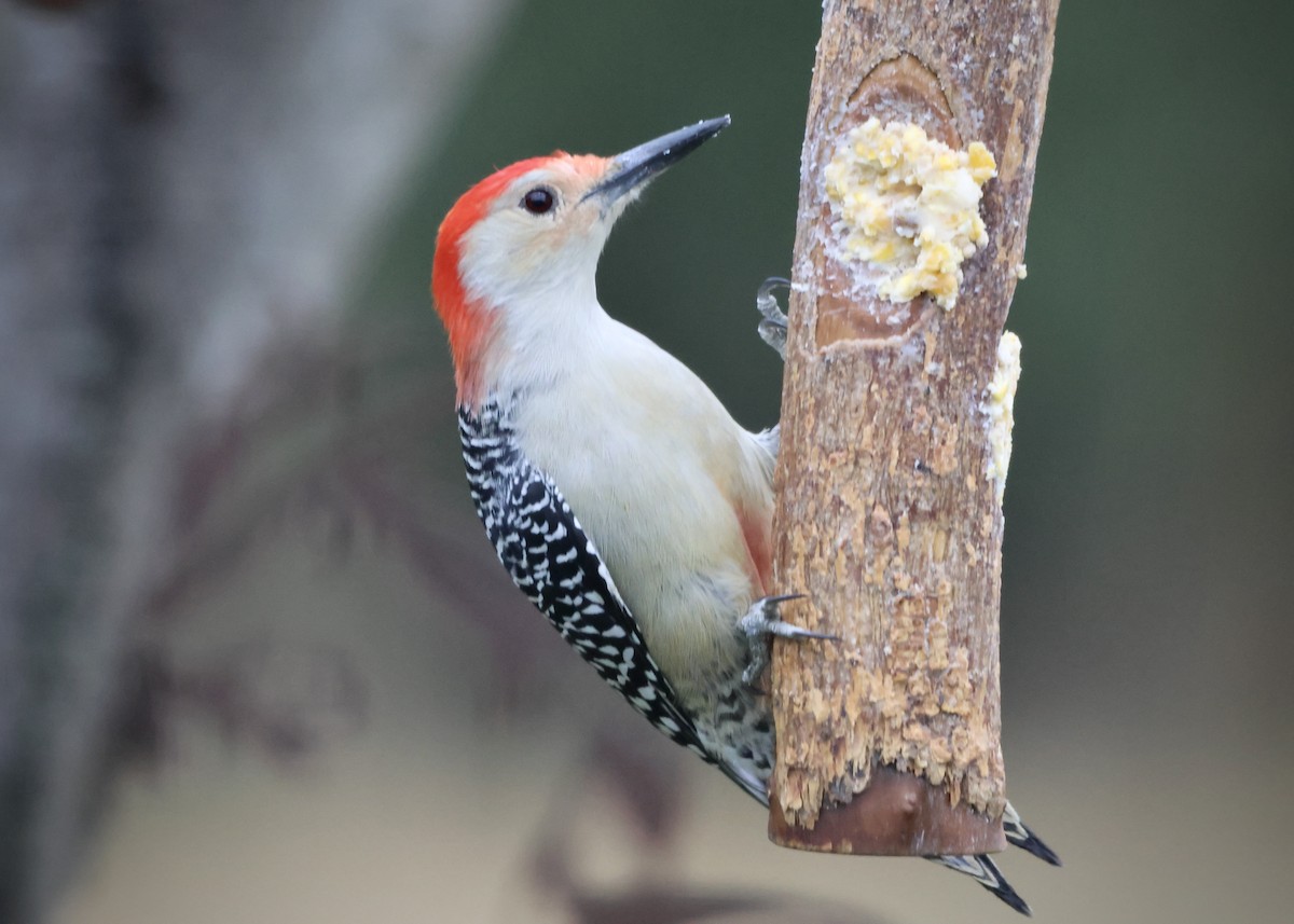 Carolinaspecht - ML645131136