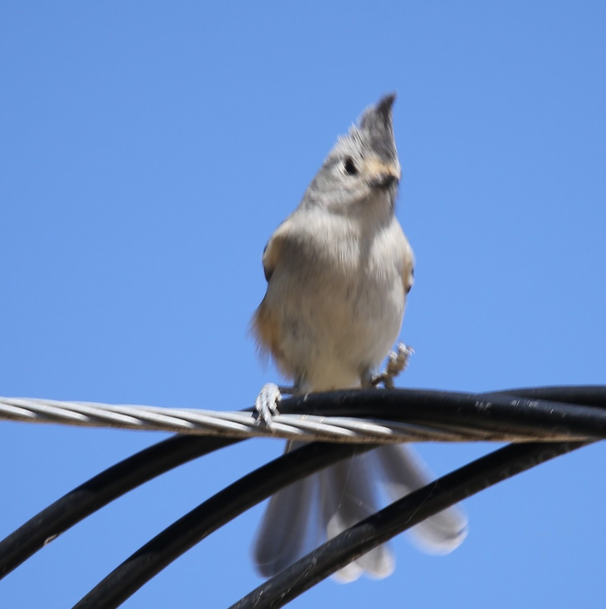 sýkora černochocholatá - ML645131139