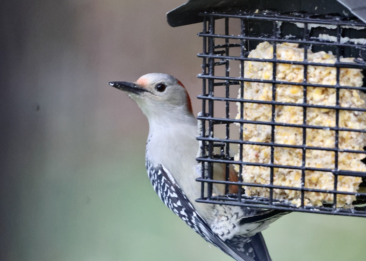 Carolinaspecht - ML645131160