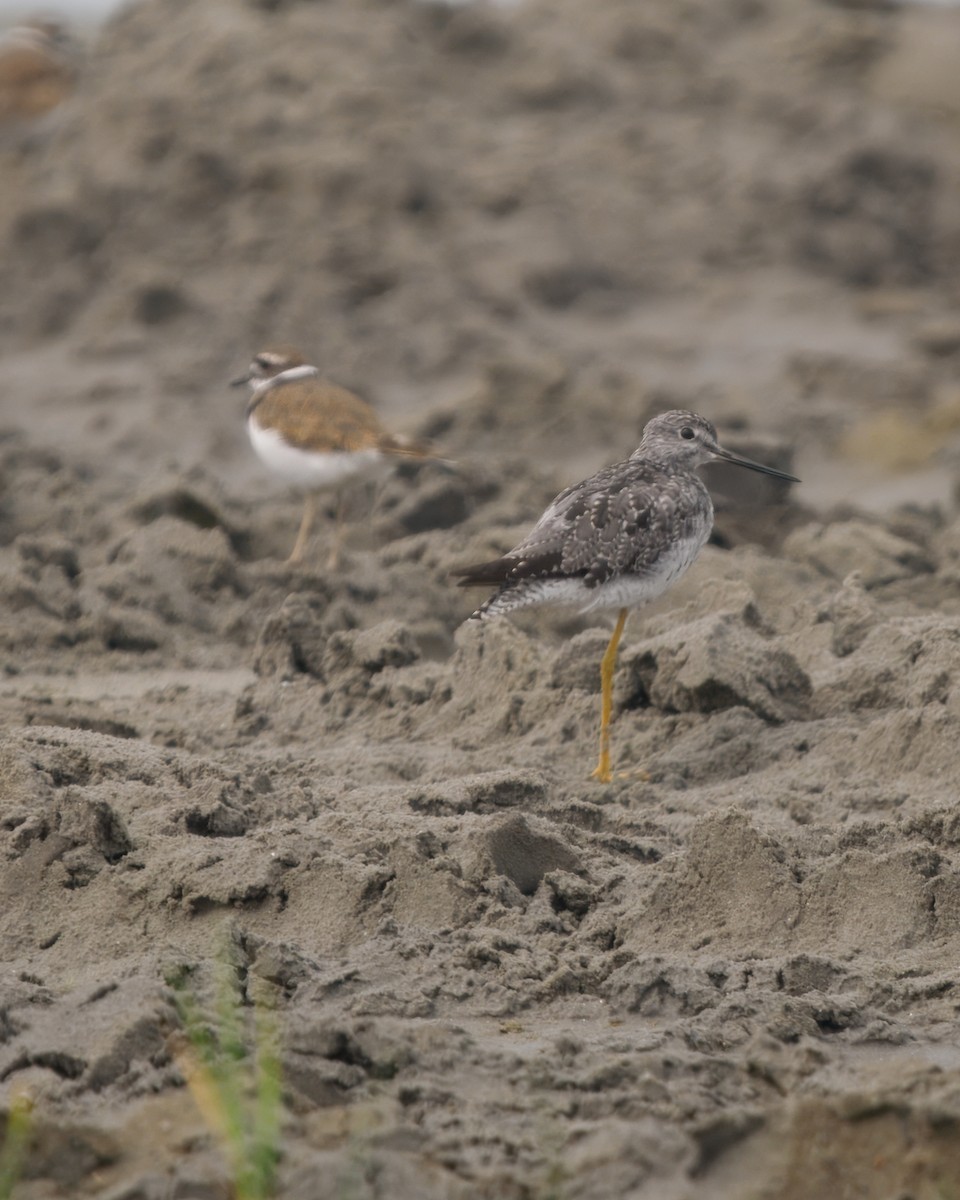 Greater Yellowlegs - ML645131171