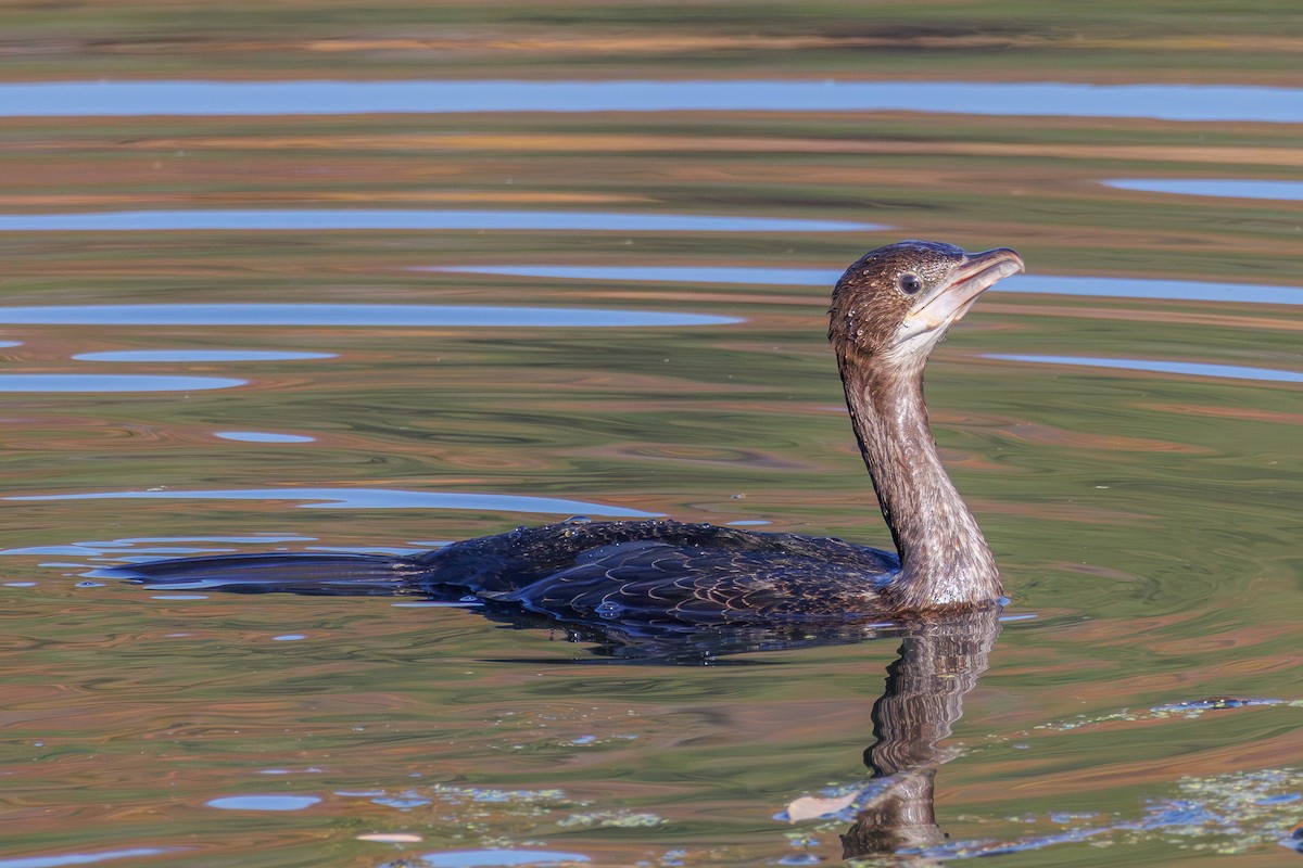 Pygmy Cormorant - ML645131185