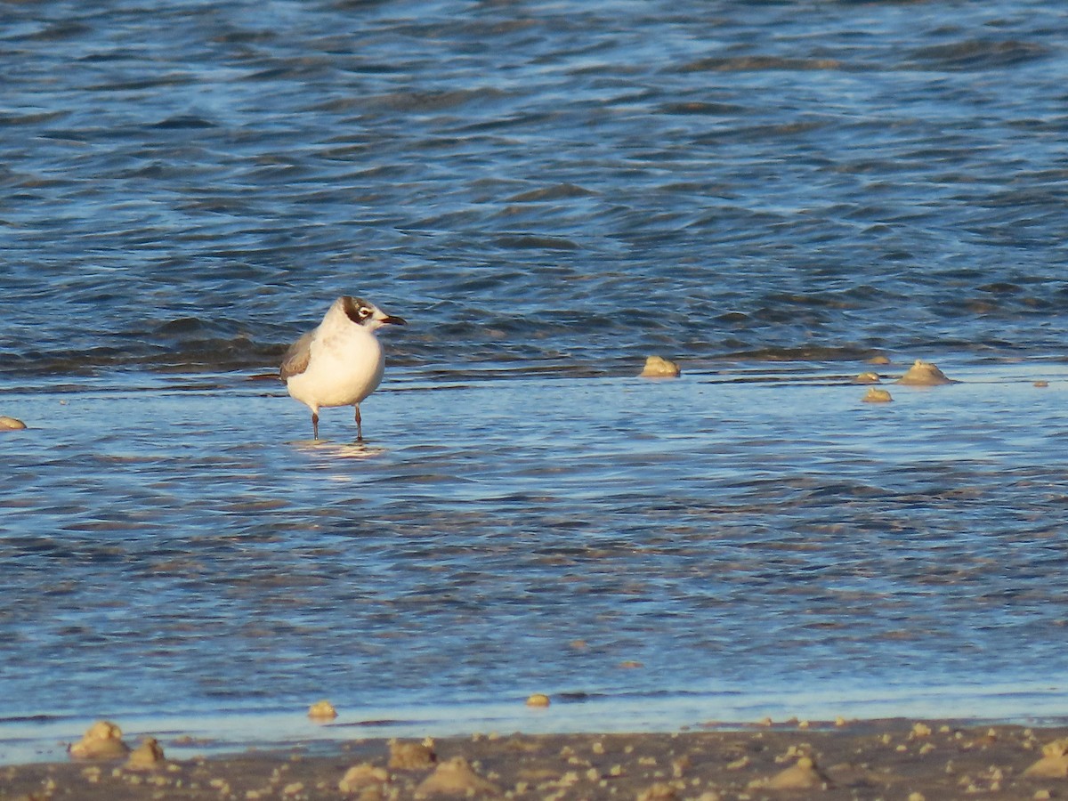 弗氏鷗 - ML645131215