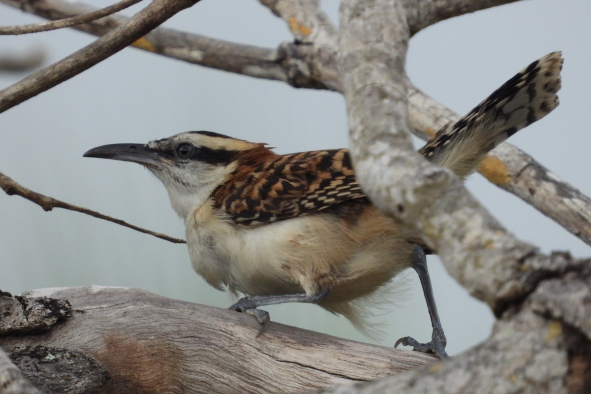 Rufous-backed Wren - ML645131229