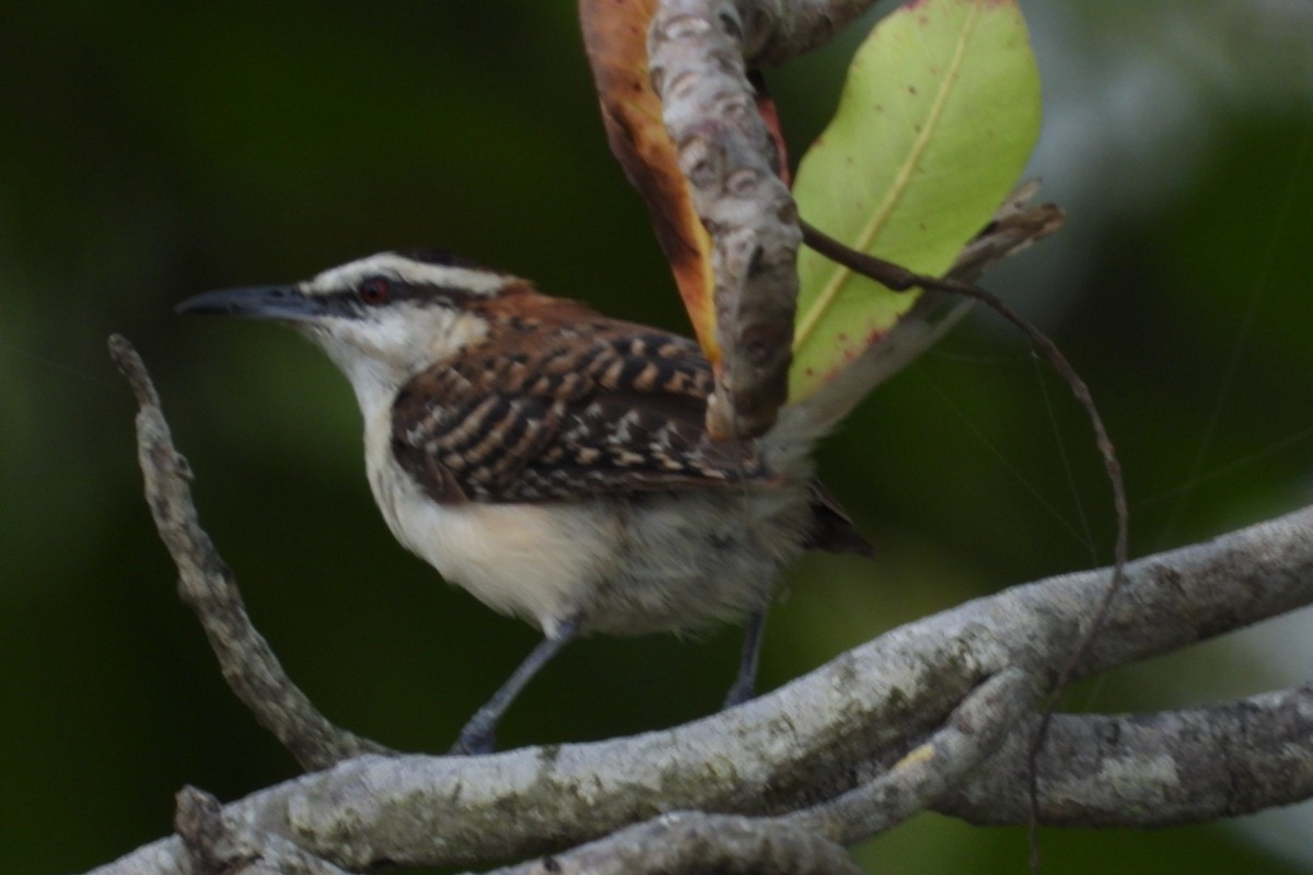 Rufous-backed Wren - ML645131230