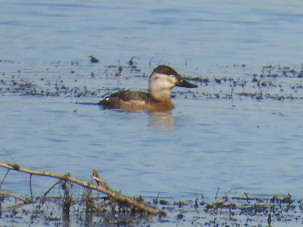 Савка американська - ML645131244