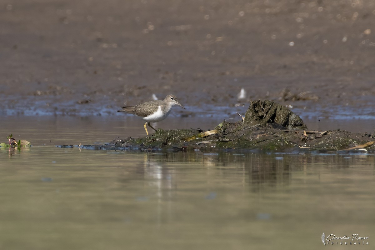 Spotted Sandpiper - ML645131247