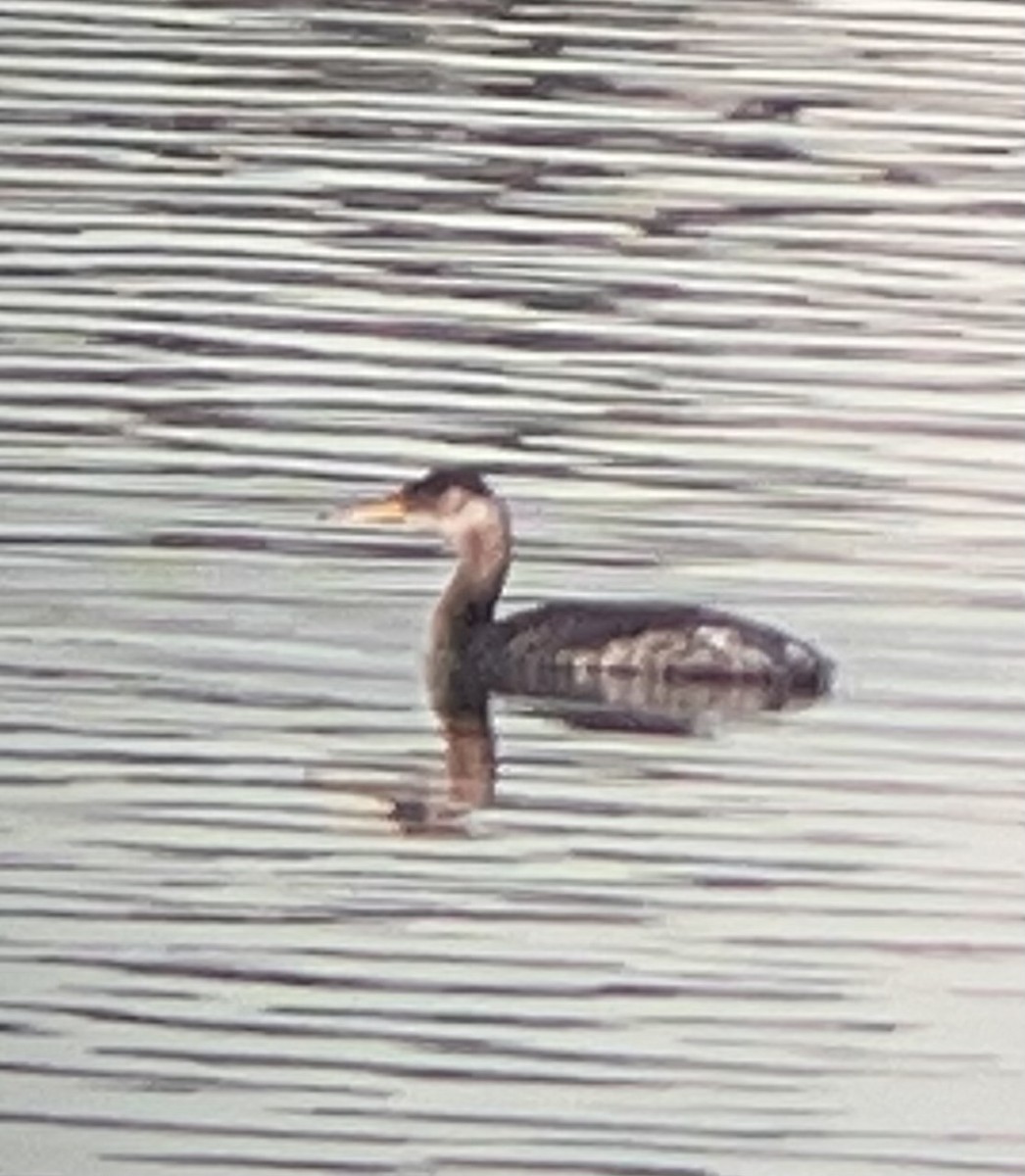 Red-necked Grebe - ML645131258