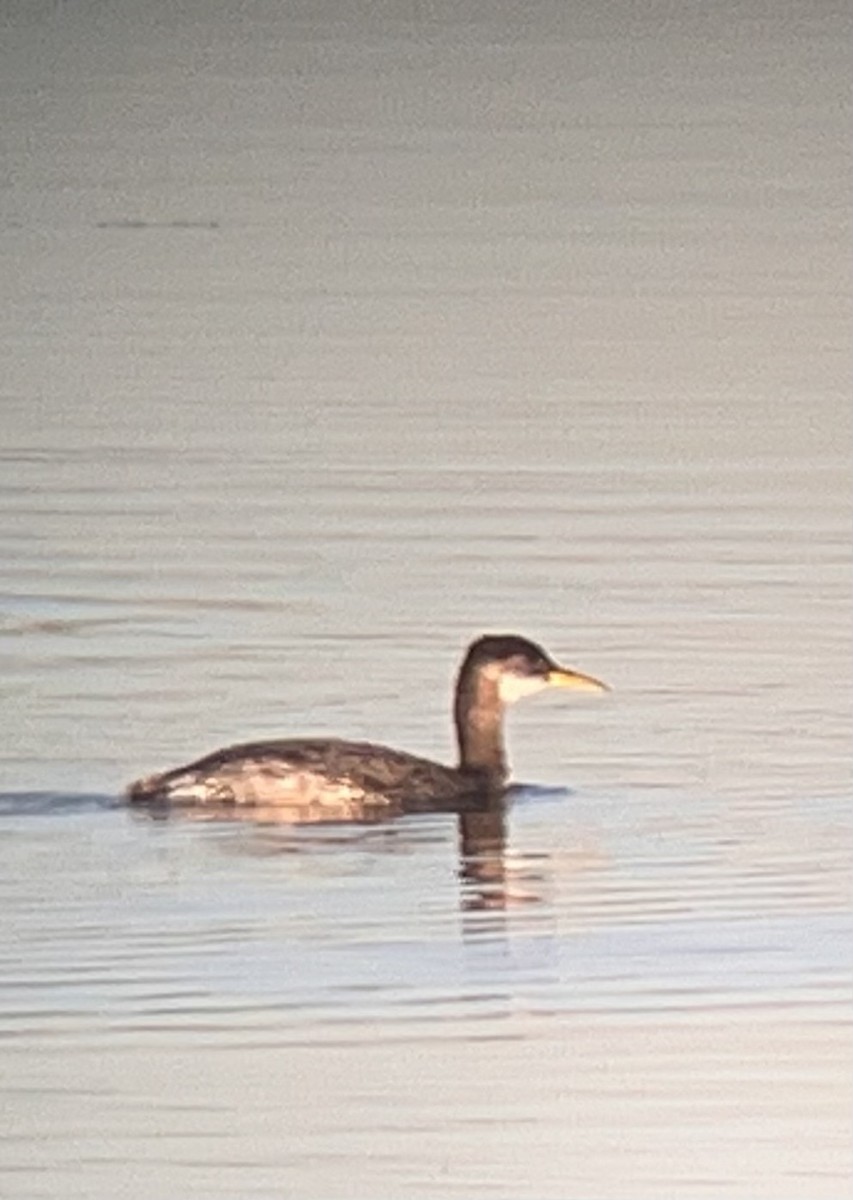 Red-necked Grebe - ML645131259
