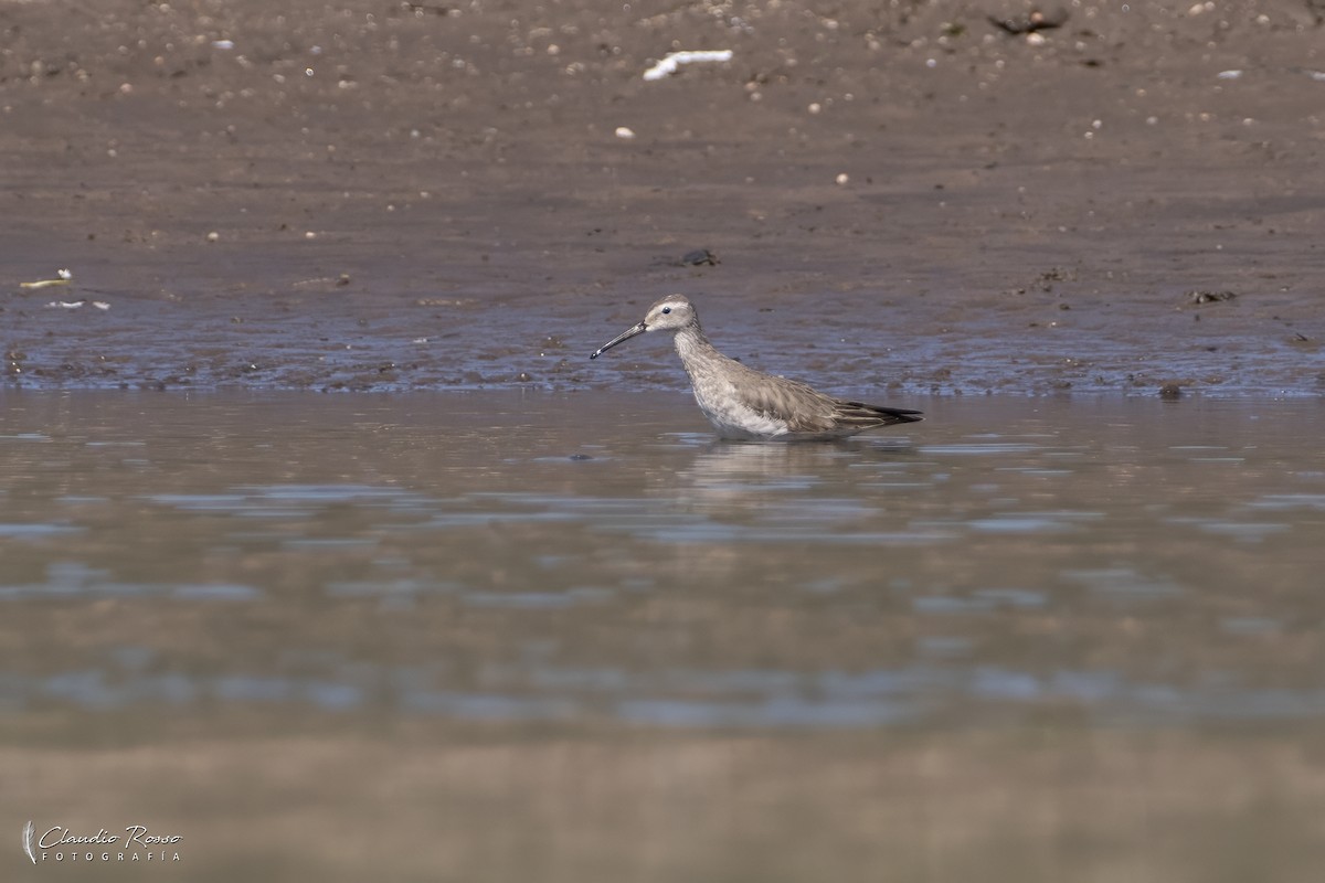 Stilt Sandpiper - ML645131264