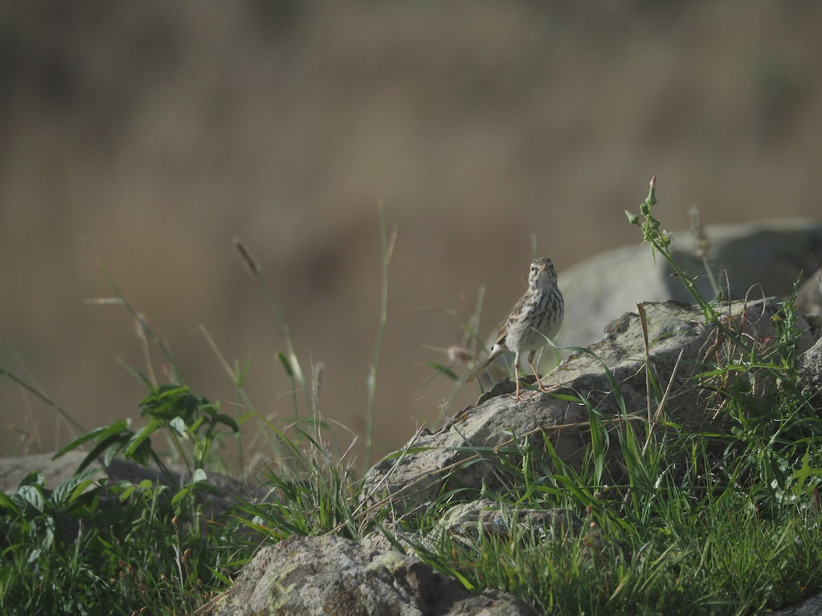 Berthelot's Pipit - ML645131273