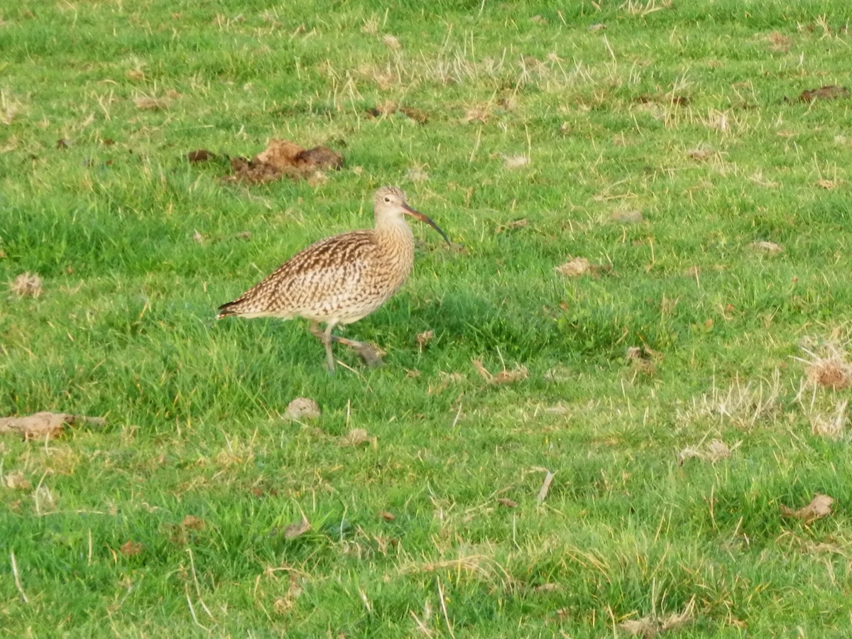Eurasian Curlew - ML645131285