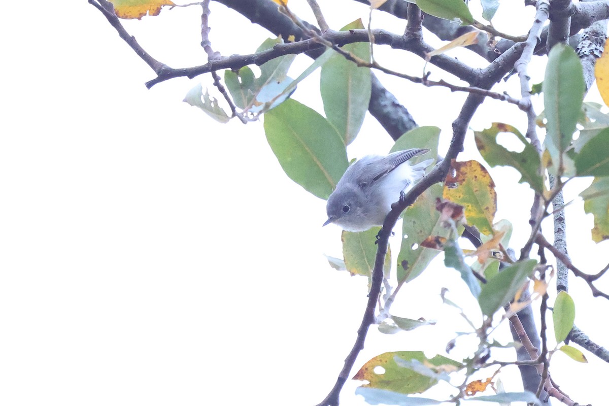 Blue-gray Gnatcatcher - ML645131289