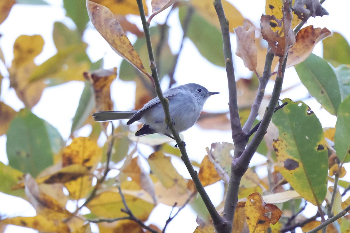 Blue-gray Gnatcatcher - ML645131290