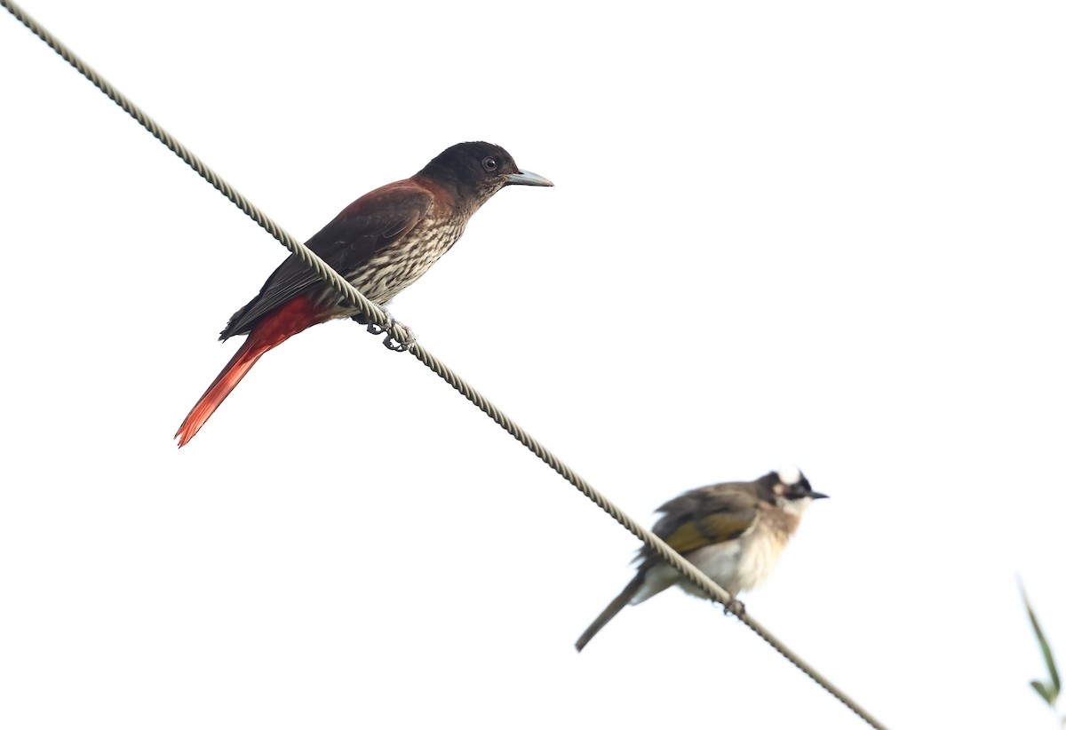 Maroon Oriole - ML645131297