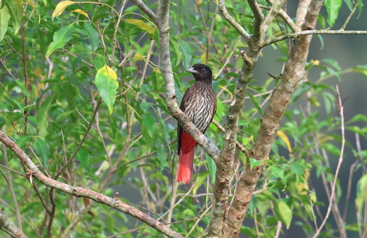 Maroon Oriole - ML645131298