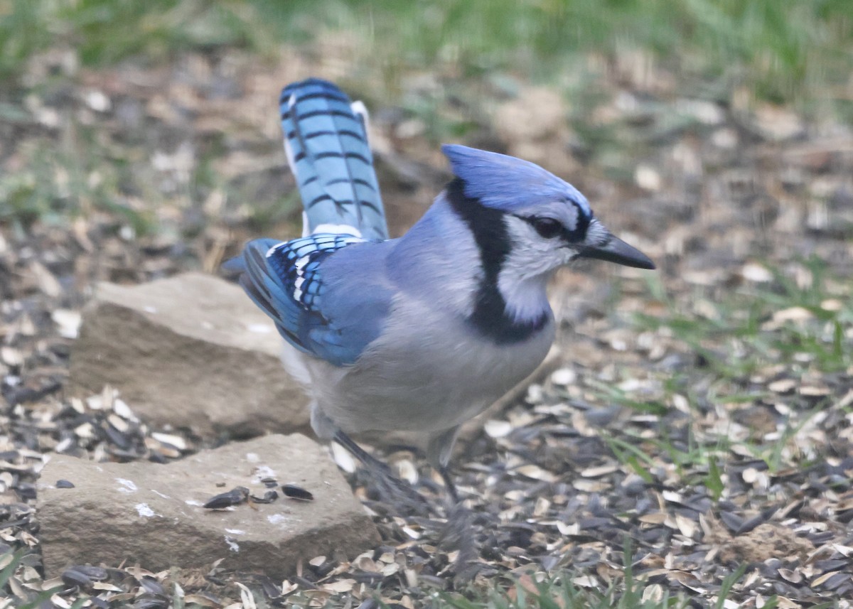 Blue Jay - ML645131299