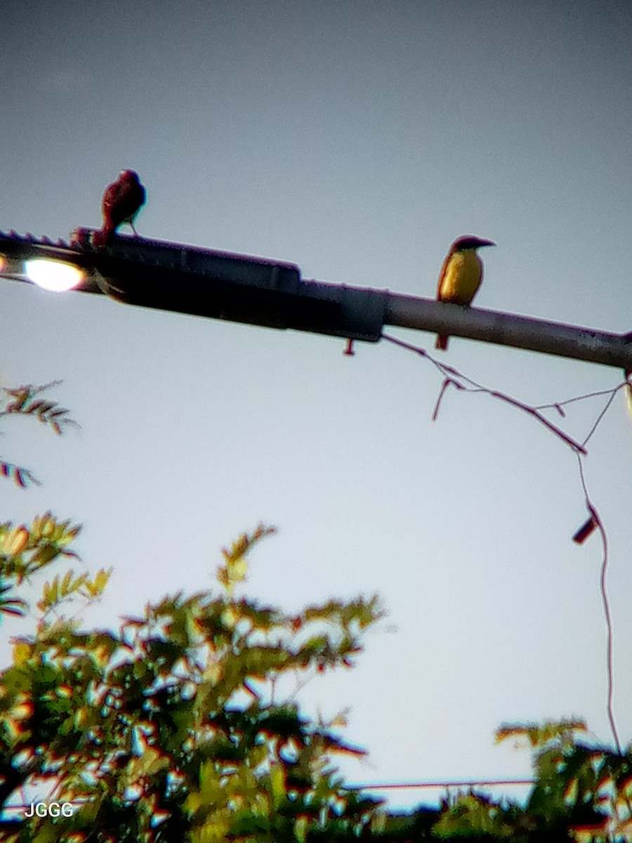 Boat-billed Flycatcher - ML645131312