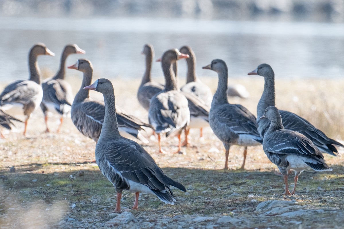 白額雁 - ML645131316