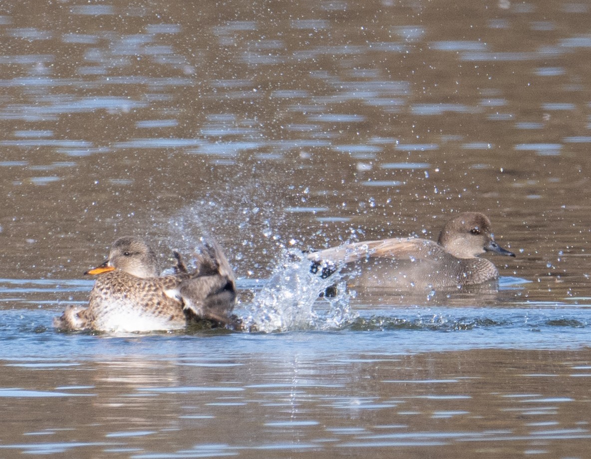 赤膀鴨 - ML645131327