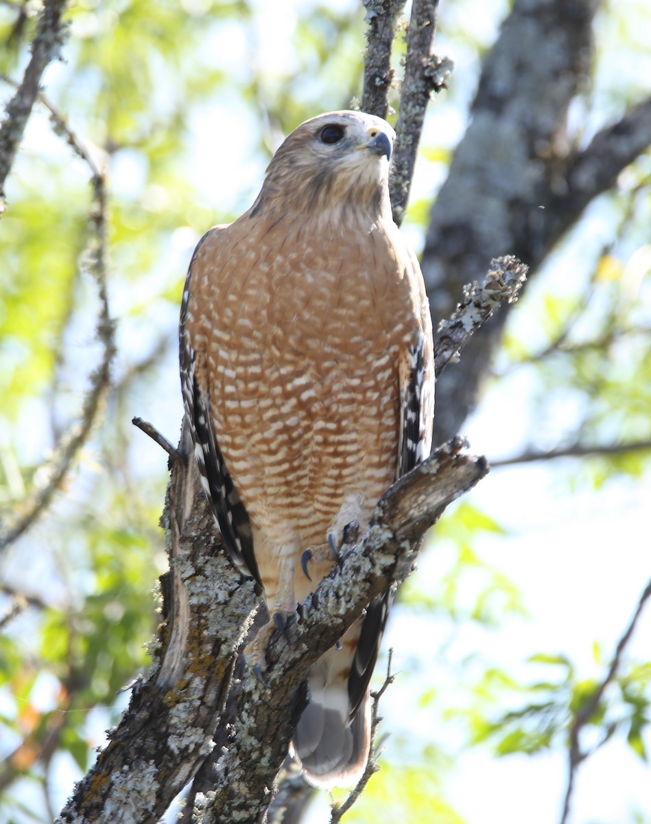 káně páskovaná - ML645131329