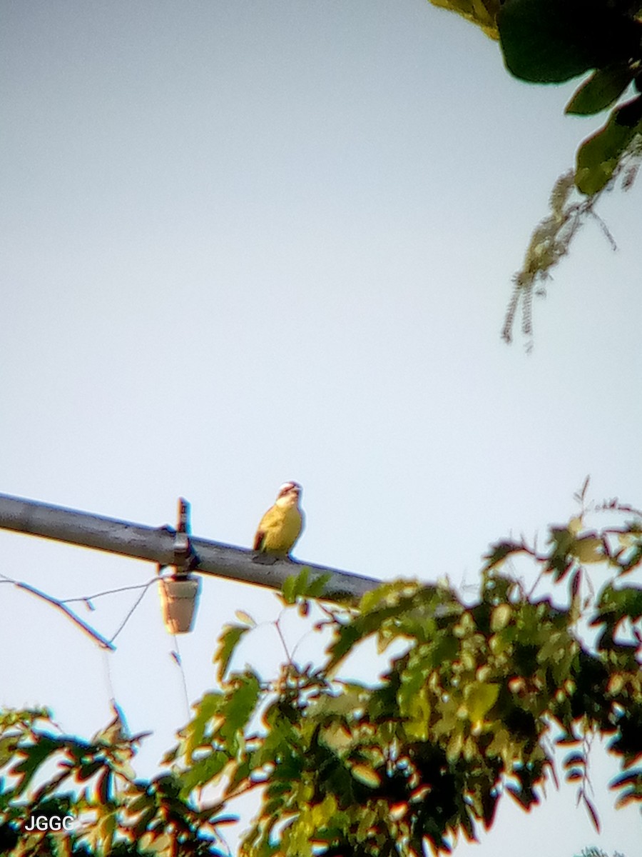 Boat-billed Flycatcher - ML645131330