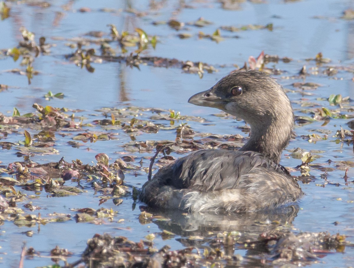 Pied-billed Grebe - ML645131336