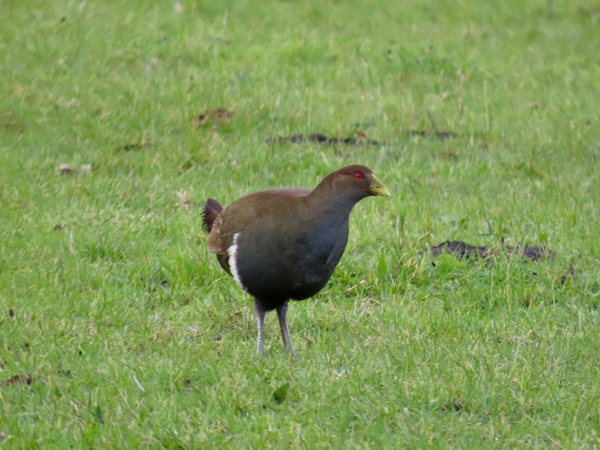 Tasmanian Nativehen - ML645131343