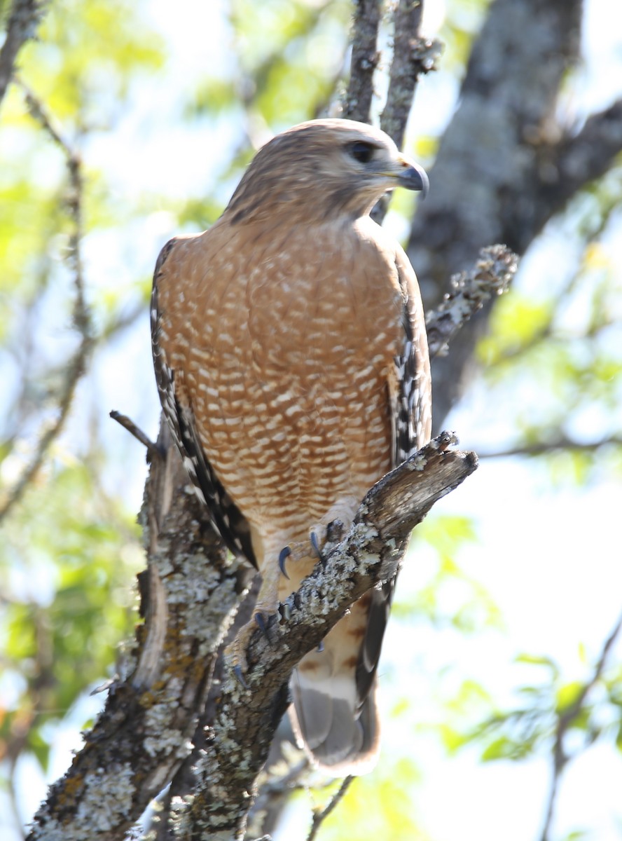 káně páskovaná - ML645131353