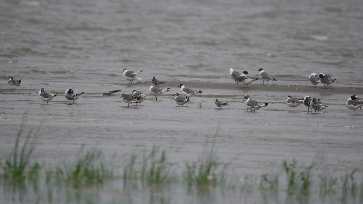 Franklin's Gull - ML645131359