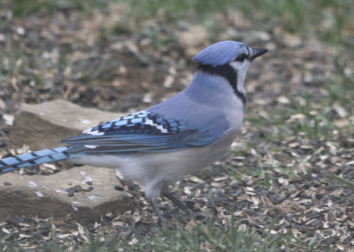 Blue Jay - ML645131360