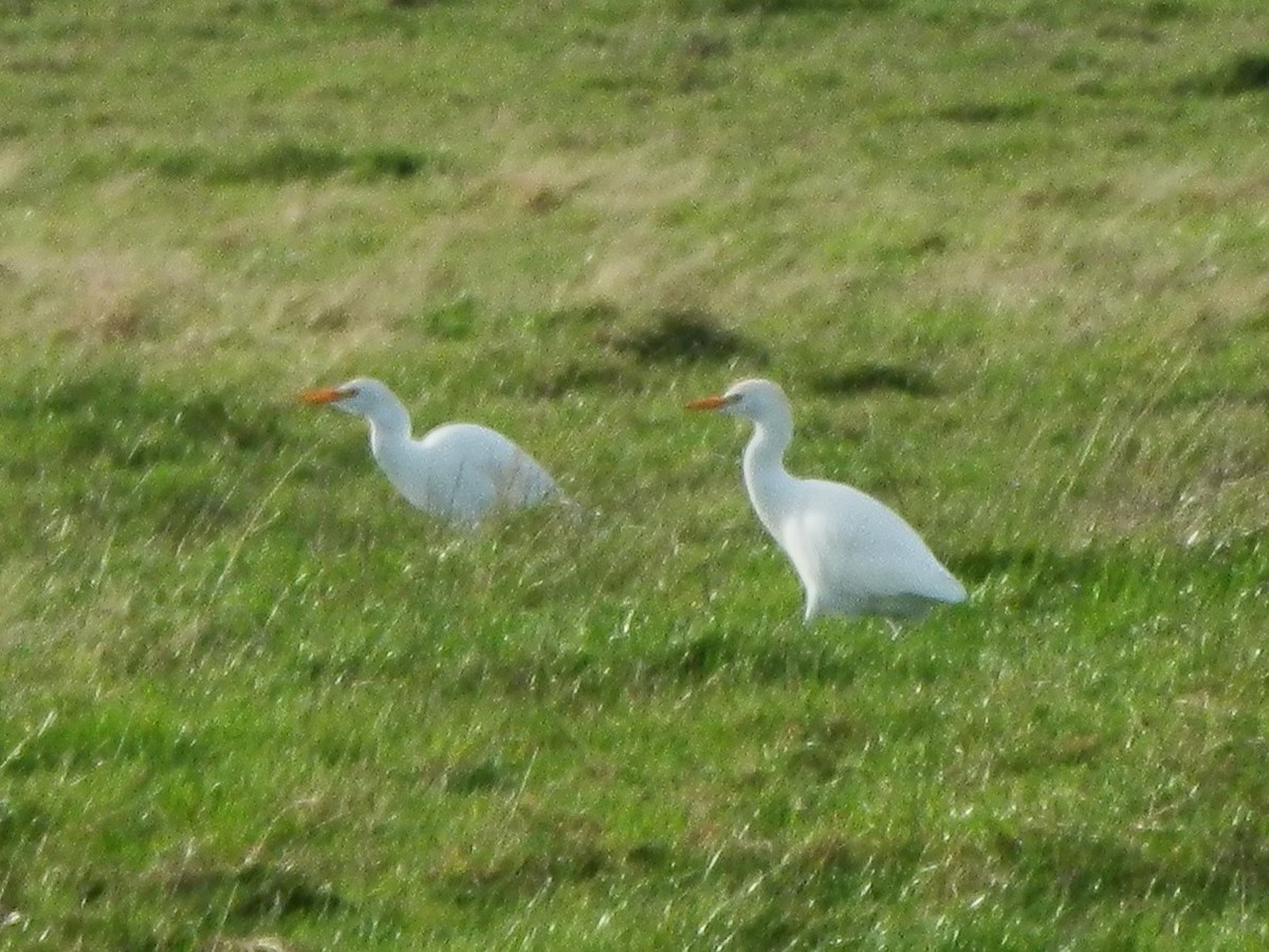 Western Cattle-Egret - ML645131364