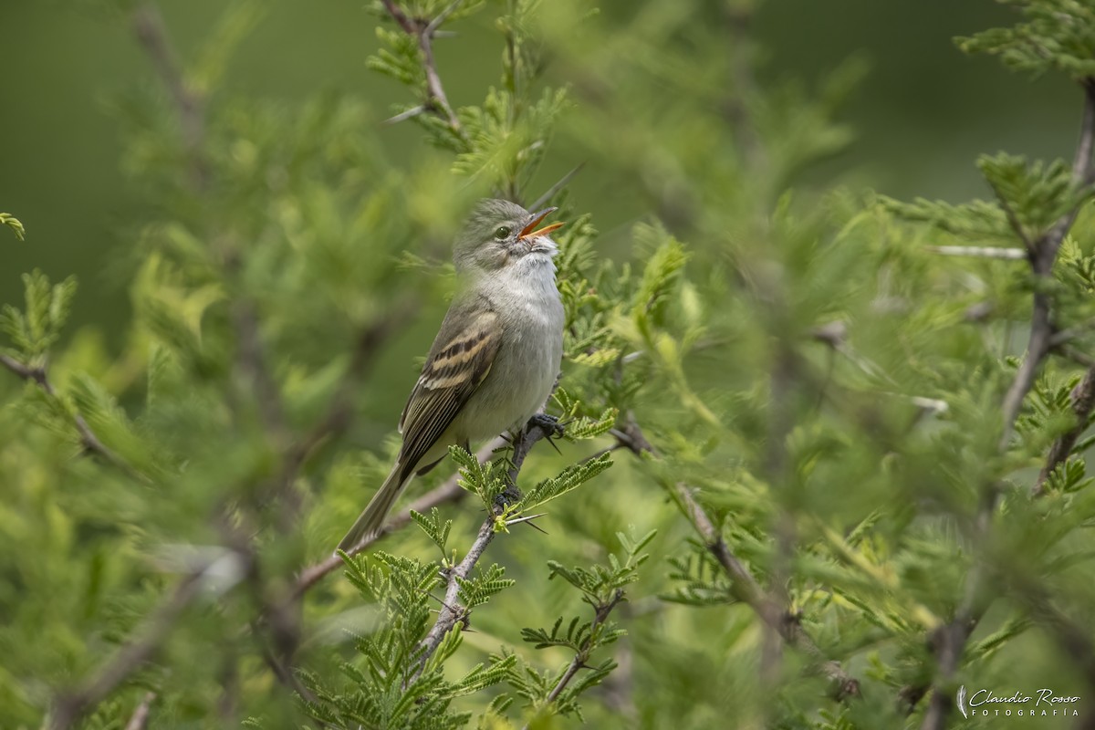 Southern Beardless-Tyrannulet - ML645131369