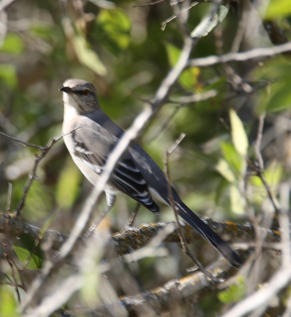 drozdec mnohohlasý - ML645131370