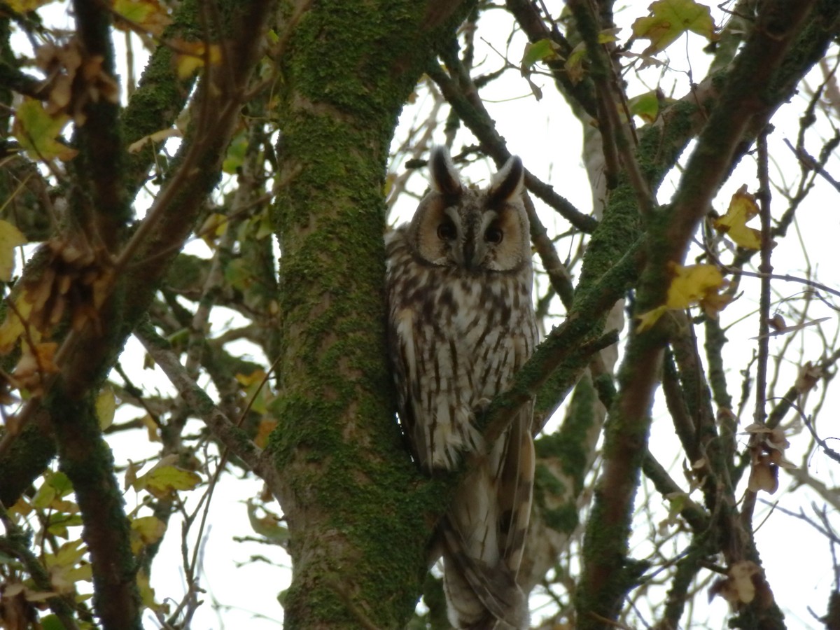Long-eared Owl - ML645131374