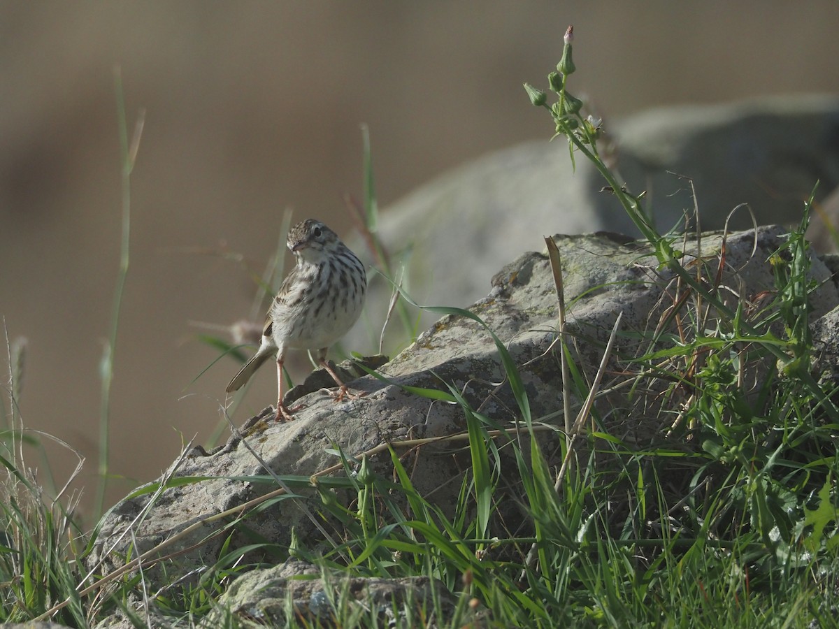 Berthelot's Pipit - ML645131379