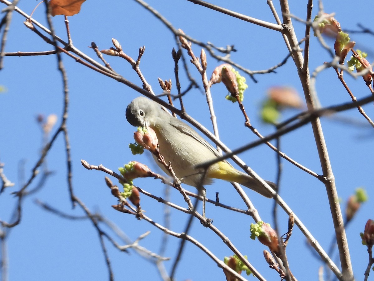 Червоїд жовтоволий - ML645131381