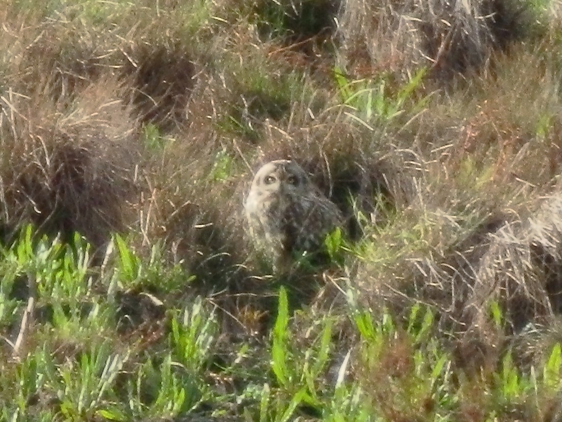 Zingira-hontza - ML645131382