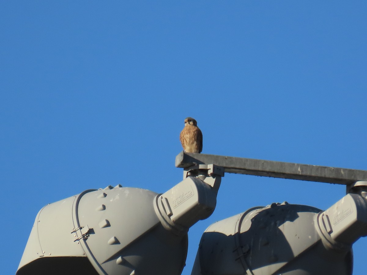 American Kestrel - ML645131384