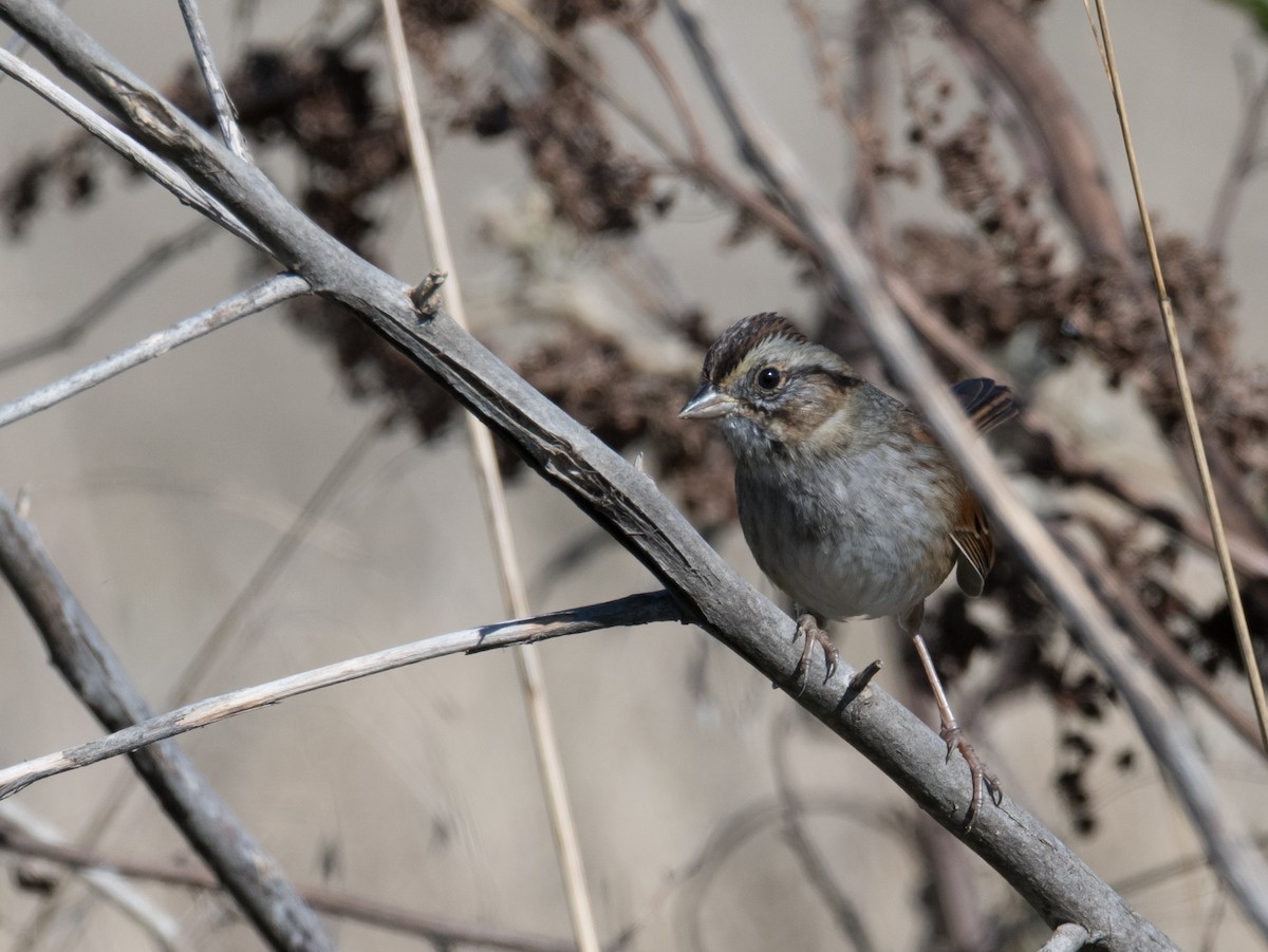 Swamp Sparrow - ML645131388