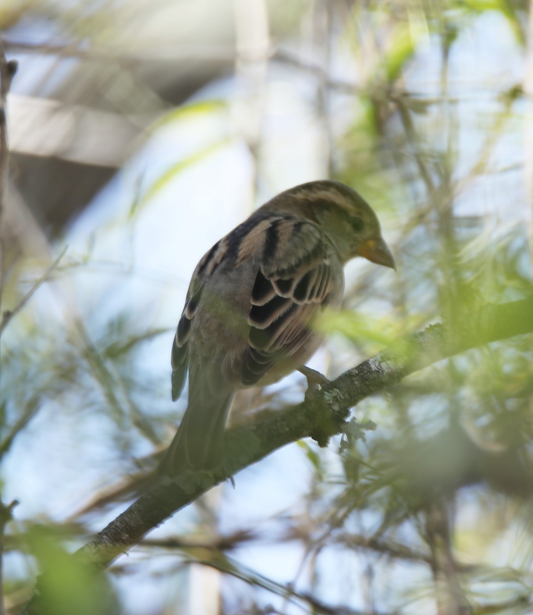 vrabec domácí - ML645131390