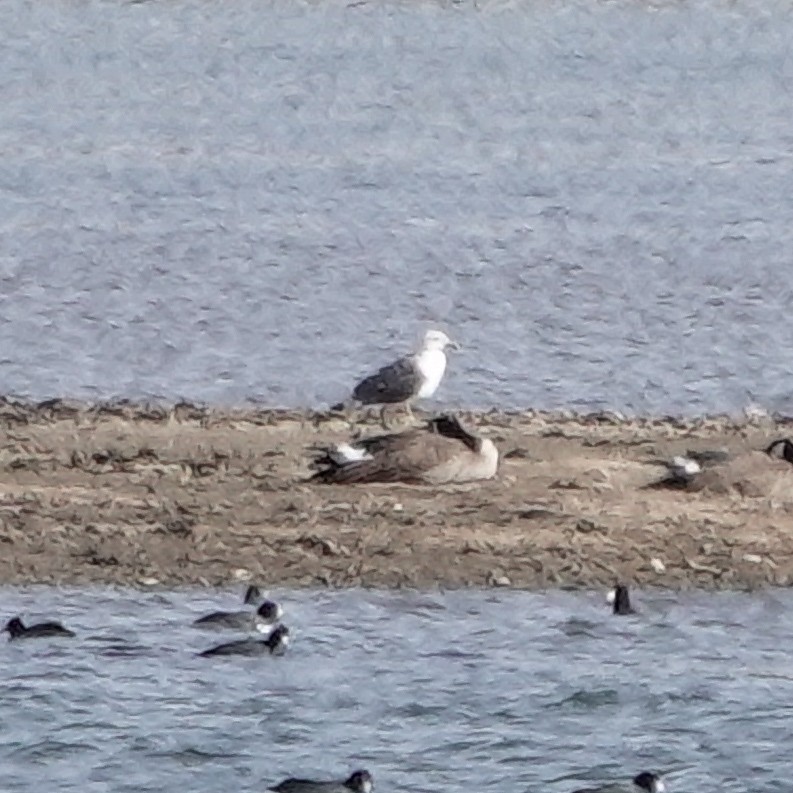Lesser Black-backed Gull - ML645131393