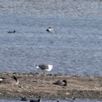 Lesser Black-backed Gull - ML645131394